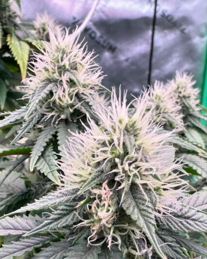 65D1CB29-8A2B-401F-B9C1-AFEA5A7CB480