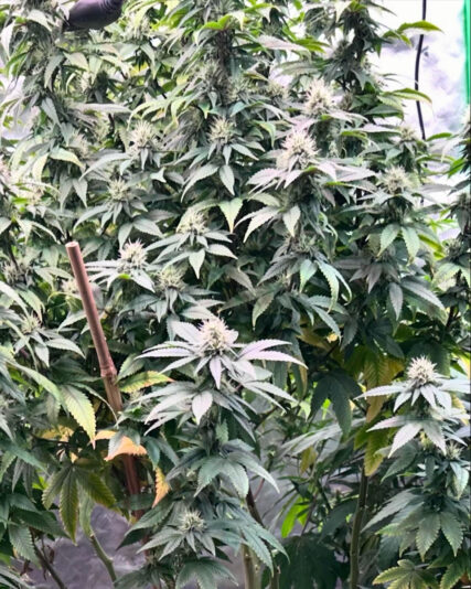 0C3CA82F-0660-4E7B-A51D-86B7B671020D