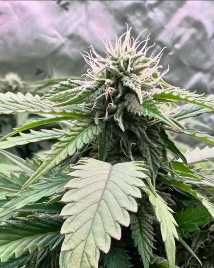 D5AD99FF-2947-457B-8623-1EB4C440429B