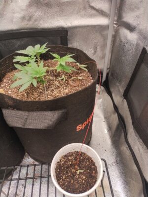 fbf1e770-7acc-45d0-beb2-9cdf40ff9761