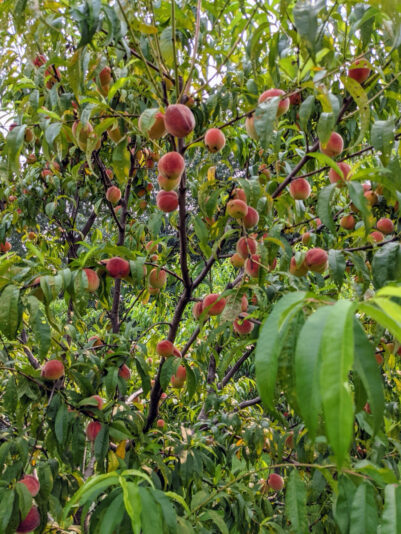 911F05AF-9BE7-4BD0-A31E-53DA3834E87A