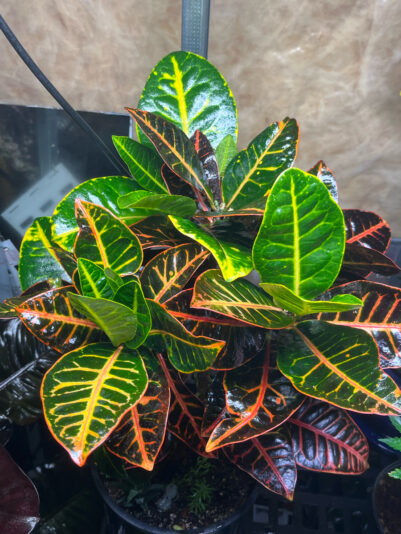 9AE46689-E5FE-40D1-983E-7B7379890FD3