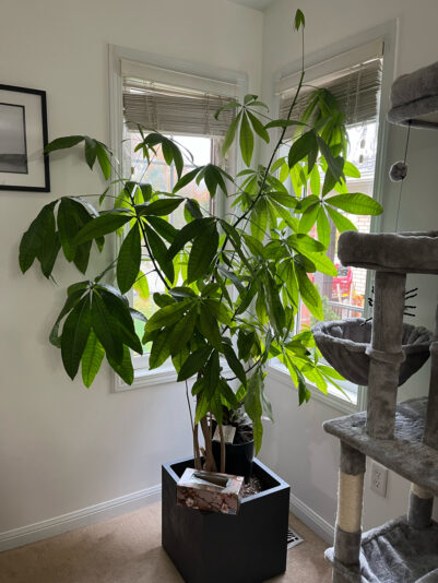 A396CC39-45AE-40D8-AA31-977E7F1A0844