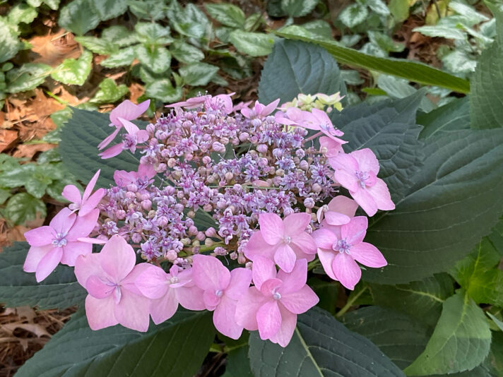 01CC169E-DDDC-42EC-AEF1-7551074EA464