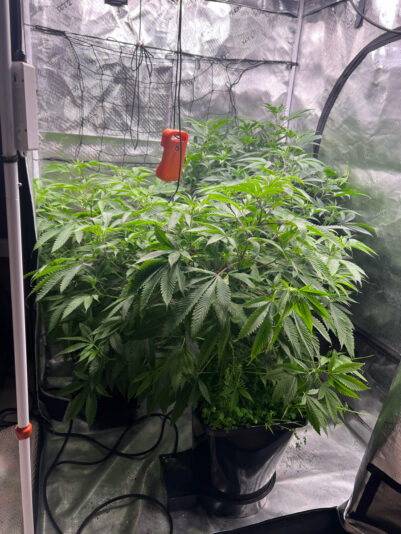 CF759DCF-28DE-4BA7-8CCF-BB81B9903AA7