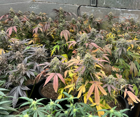 91F64F2B-A6CF-4D9F-AFA3-CC7527D1AC57