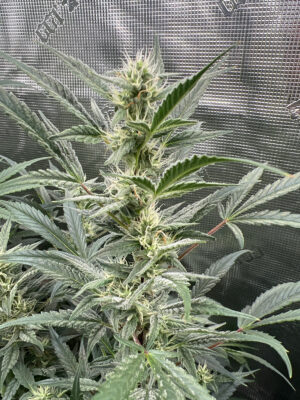 FB16FB7C-F95C-4E96-B3B2-4CA32337861E