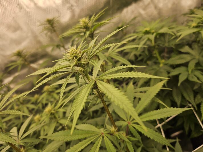 5ab184fc-1e0b-4de9-b0a2-2f183a21b814