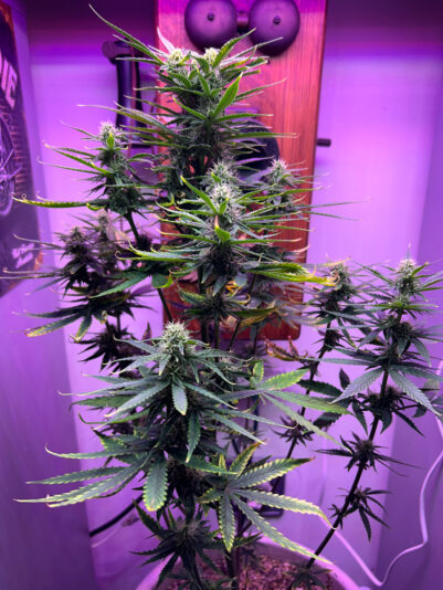 2467C58D-7773-4C5F-B58E-AA8287804CF2