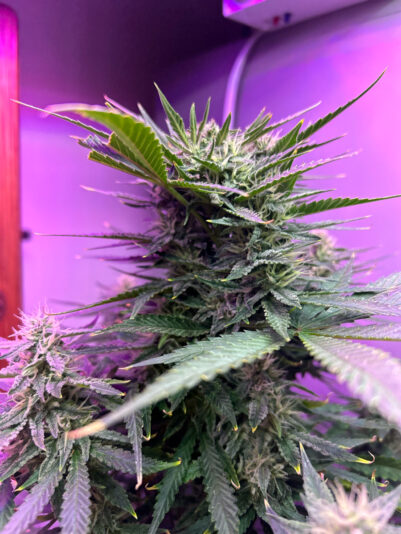 820E54B2-81FD-4FDD-95FB-E055CB875177