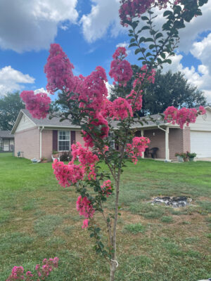 903BC77C-5F61-4946-A4FD-AA2619571D21