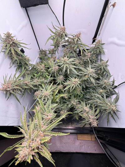 12D75E51-F009-402E-BCA5-B1CEBCE4C06D