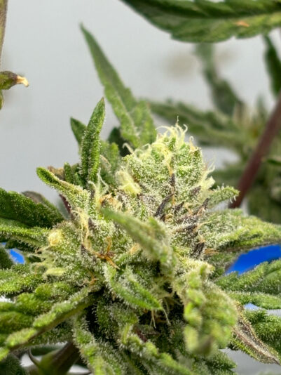 36C2111E-3FF7-4B58-A436-064D5743180D