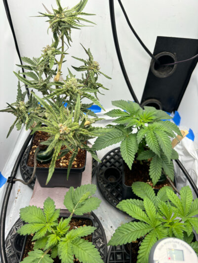 EE6C4A96-BE11-4171-907B-83F3A47E37A9