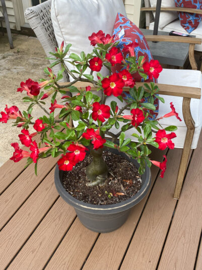 CB266321-CCB7-4A3D-8C50-2276B4D702D5