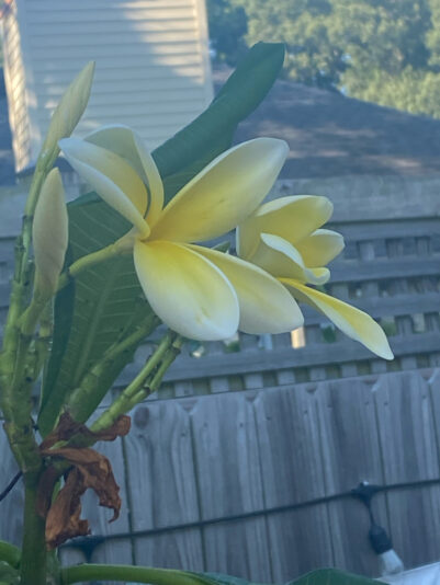 4EA64886-4A04-482B-9A10-AE1705209B93