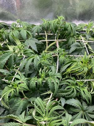 448917171_1166717464527705_7009489796390637562_n