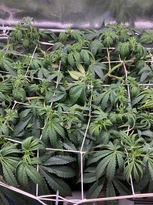 449430502_439410442409868_152133304952804533_n