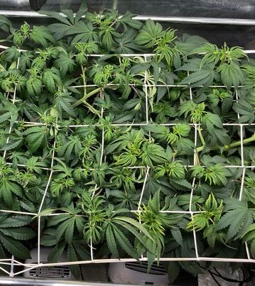 450127158_1458321431461533_7746193662286447625_n