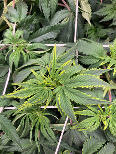 CD36E827-E466-4A35-8780-34CBF6F79C8A