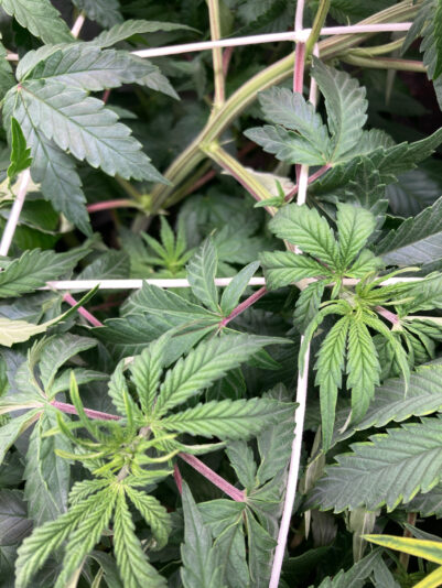 BA419F71-330E-41D7-8BD0-F6645E1FAEB0