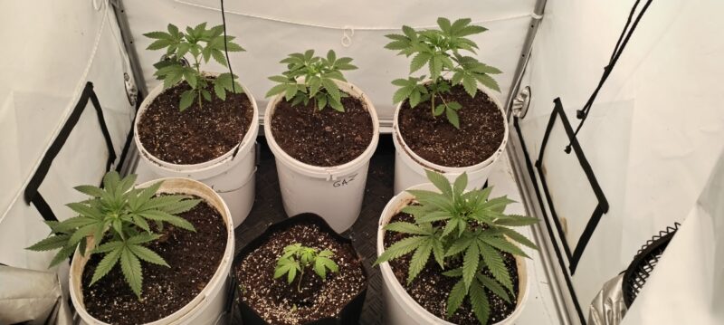 c918d1c7-1cee-4451-b02a-215f2e1ac9ac