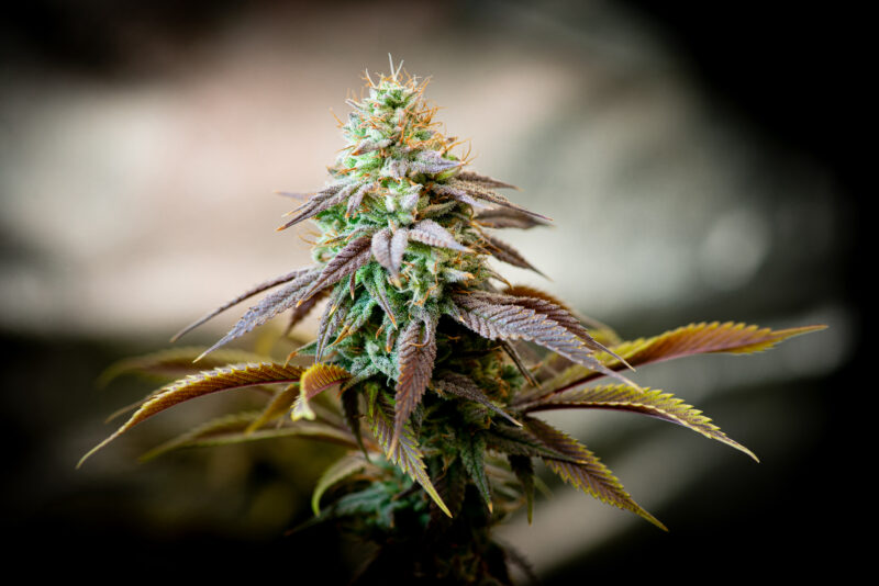 379C3CD0-D9E8-479A-9F72-2B8D4E056B3D