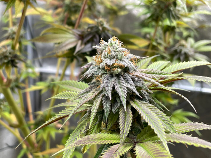 9B36CBD8-ED30-44F4-B9FE-A923CC03C9D4