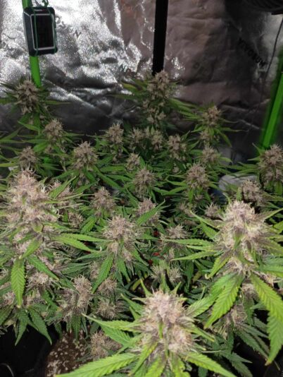 449270420_762076002804907_9071831633577031691_n