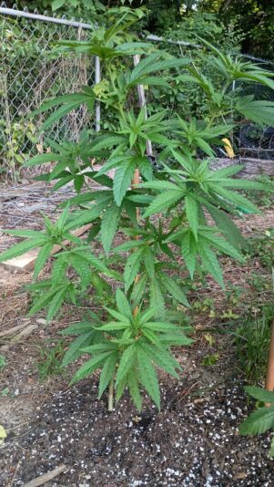 449693086_1155266582358825_8330654791571124725_n