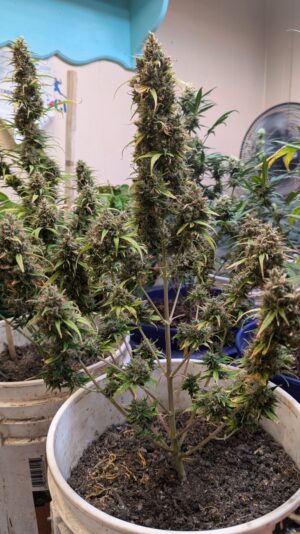 5b3e6610-3b26-4e98-860f-46ed9f163dc0