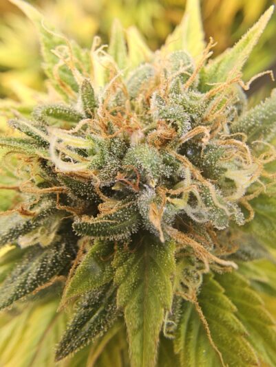 7a520ee6-83c5-4cbb-b296-2036bd76ca01