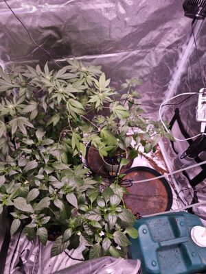 cd1c9845-5693-4e32-8a35-be52476b9721