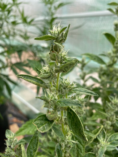 A2C73658-12BA-4305-BB08-915728A1244F