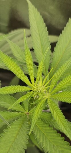 a425414f-d80c-4857-bd1b-39d501fccfd5