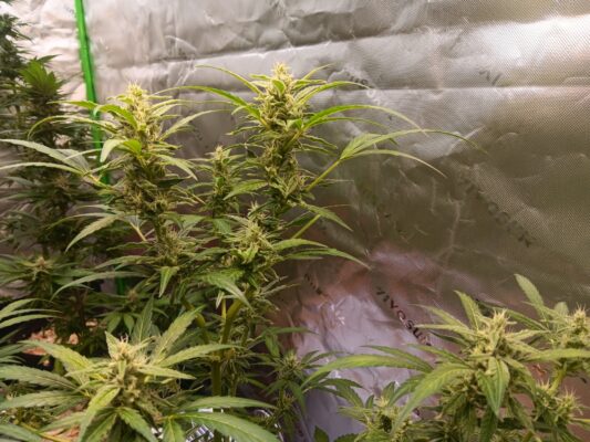 9101c06f-d9ca-4c07-b98f-859f9f8adb39