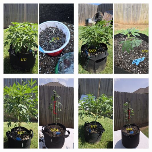 752ff497-892c-4f36-b15d-3c1ef4d37f09