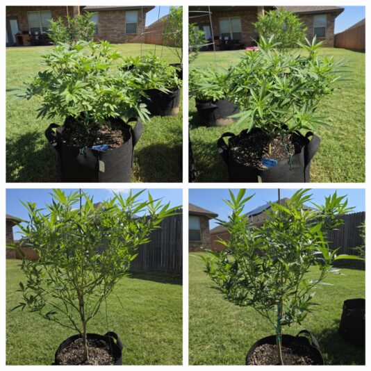 e9b51220-556f-454b-ad20-384aa2e87037