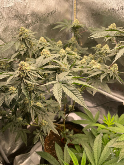 2DE49808-C579-40C5-A046-9494E03ED37A