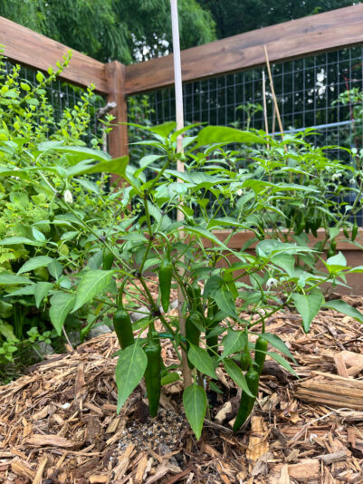 AC08F7A8-355D-42AF-9FF6-53E6FADB6E0C