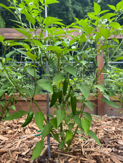 277CC982-FE6E-40D5-91B3-592E58008B95