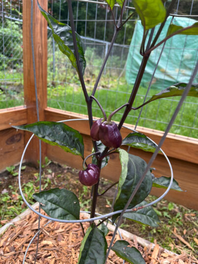 5331D5D2-4465-4EB8-8412-2D72F8ED7D95