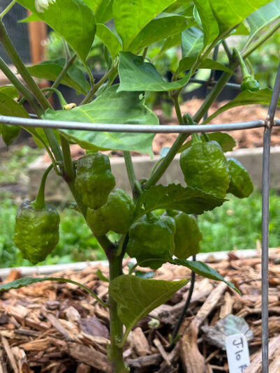 80372A9B-85C6-4C94-9E68-7861FACC52C6