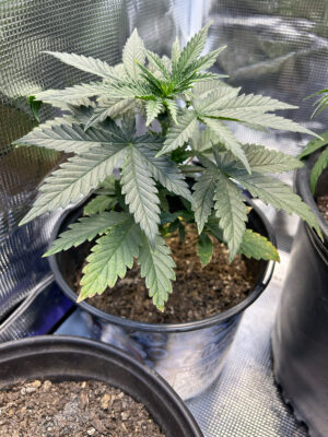 4D898F93-7815-4AD0-91C5-05C78FBAD81D