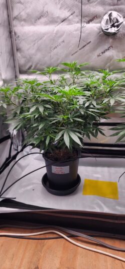 11c88099-c491-489c-9367-504a65fc44f4