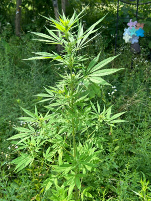 E8673EC8-1A6F-4E74-9B22-A57310A205CD