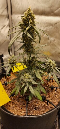 00db6ad2-0c0c-438b-a14f-ffd7ca0137a1