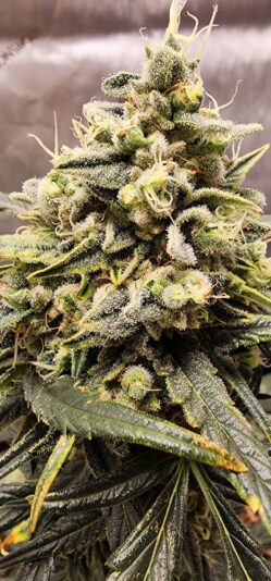 fdd1562e-3c72-4652-8732-1a67ef6e9ada