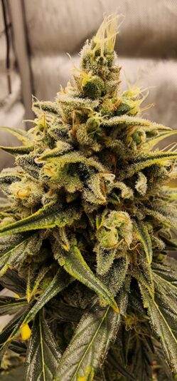 0837e20a-2f27-4b15-8537-0ef3a1289203