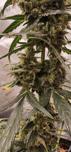 d82f48e8-43e0-4950-b605-471a21c87d34